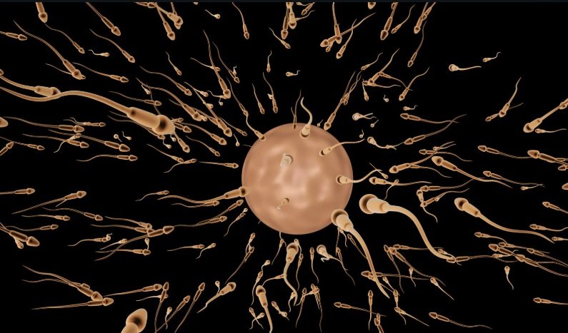 Signs a Man Is Fertile